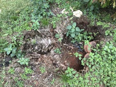 Climacodon dubitativus