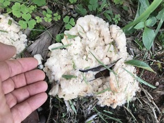 Climacodon dubitativus