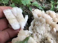 Climacodon dubitativus