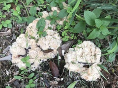 Climacodon dubitativus