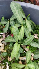 Breynia spatulifolia