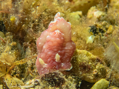 Verconia spencerensis