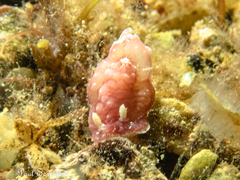 Verconia spencerensis