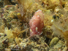 Verconia spencerensis