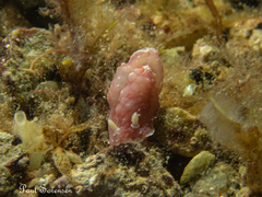 Verconia spencerensis