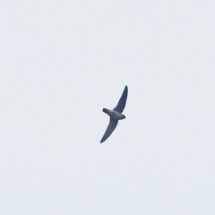 Aerodramus germani