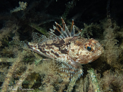 Maxillicosta scabriceps