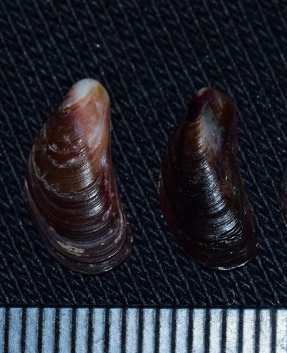 Mytilaster minimus observed 2019-06-17
