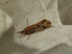 Limnephilus binotatus
