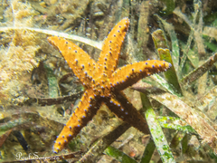 Uniophora