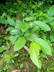 Pleurolobus gangeticus