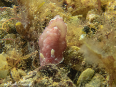 Verconia spencerensis