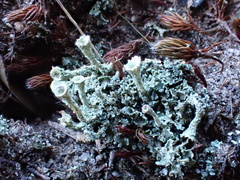 Cladonia coccifera