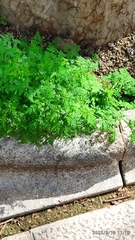 Anthriscus cerefolium