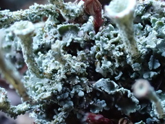 Cladonia coccifera