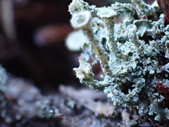 Cladonia coccifera