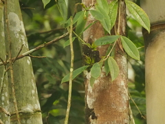 Aeschynanthus albidus