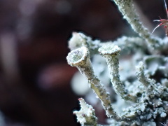 Cladonia coccifera