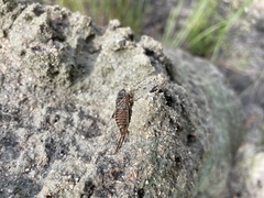 Pauropsalta