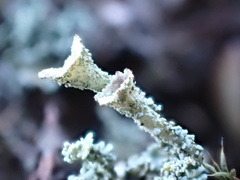 Cladonia coccifera