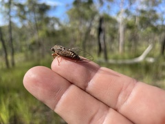 Pauropsalta