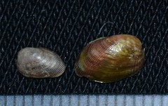 Musculus subpictus