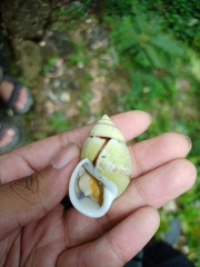 Amphidromus palaceus