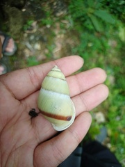 Amphidromus palaceus