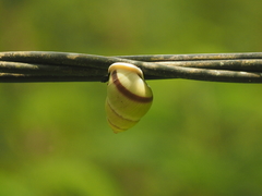 Amphidromus palaceus