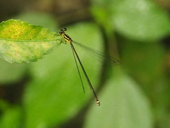 Coeliccia membranipes