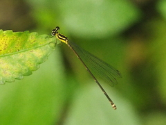 Coeliccia membranipes