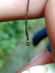 Coeliccia membranipes