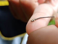 Coeliccia membranipes