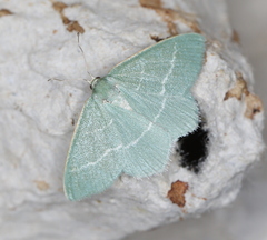 Chlorissa viridata