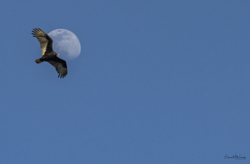 Turkey Vulture photographed in Ohio