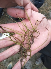 Pilularia globulifera