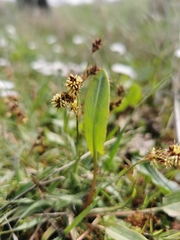 Luzula campestris campestris