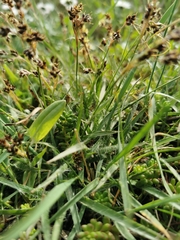 Luzula campestris campestris