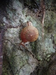Dyakia rumphii