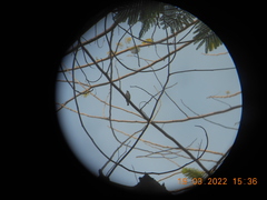 Muscicapa dauurica dauurica