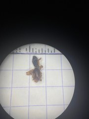 Dysderoidea