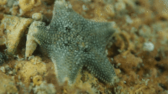 Asterina gibbosa