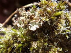 Cladonia ramulosa