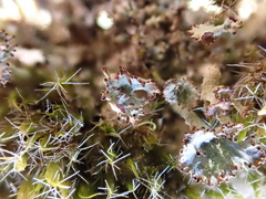 Cladonia ramulosa
