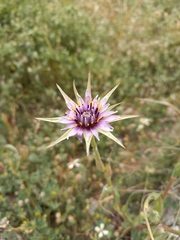 Tragopogon porrifolius