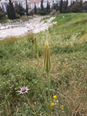 Tragopogon porrifolius