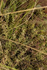 Helichrysum kraussii