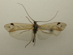 Limnephilus binotatus