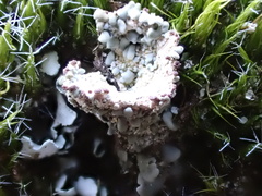 Cladonia monomorpha