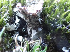 Cladonia monomorpha